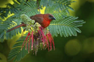 Red-throated Ant-Tanager, Habia fuscicauda, red bird in the nature habitat. Tanager sitting on the