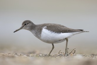Common Sandpiper (Actitis hypoleucos), North Rhine-Westphalia, Germany