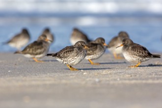 Purple Sandpiper (Calidris maritima), Schleswig-Holstein, Germany