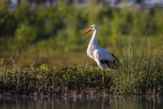 White Stork (Ciconia ciconia), North Rhine-Westphalia, Germany