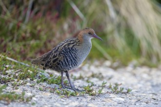 Lewin's Rail (Lewinia pectoralis) male, Victoria, Australia