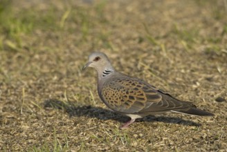 European Turtle Dove (Streptopelia turtur), Saxony, Germany