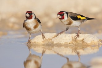 European Goldfinch (Carduelis carduelis), North Dalmatia, Croatia
