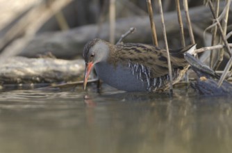 Water Rail (Rallus aquaticus), Saxony, Germany