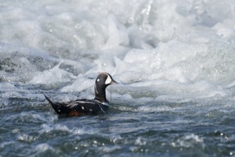 Harlequin Duck (Histrionicus histrionicus) male, Iceland