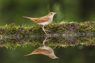 Common Nightingale (Luscinia megarhynchos) at a waterhole, Subotica, Serbia