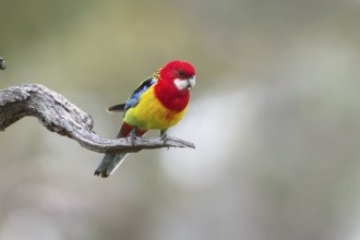 Eastern Rosella (Platycercus eximius) male perched on a branch, Victoria, Australia