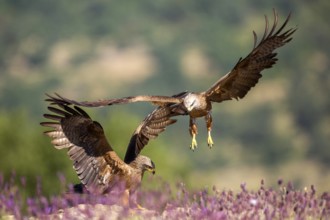 Black Kite (Milvus migrans) flying, Madrid, Spain