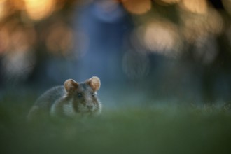 Common Hamster (Cricetus cricetus) foraging on meadow, Vienna, Austria
