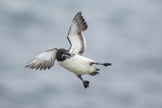 Razorbill (Alca torda islandica) flying with sandeels in beak, Iceland