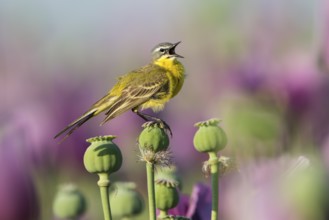 Western Yellow Wagtail (Motacilla flava) male perched on a poppy seed (Papaver somniferum) capsule,