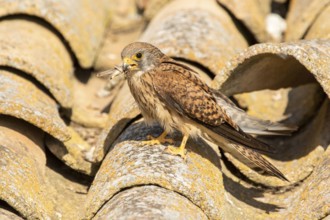 Lesser Kestrel (Falco naumanni) female on a roof, Castile-La Mancha, Spain