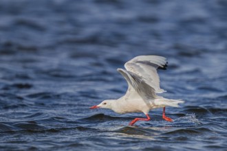 Slender-billed Gull (Chroicocephalus genei) flying, Sardinia, Italy