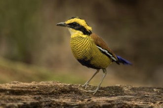 Bornean Banded Pitta (Hydrornis schwaneri) young male perched on a log, Sabah, Malaysia
