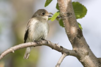European Pied Flycatcher (Ficedula hypoleuca) female, Varanger, Norway