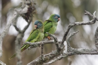 Blue-crowned Parakeet (Thectocercus acuticaudatus) pair, Corrientes, Argentina