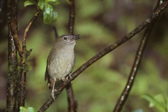 Puaiohi, Small Kauai Thrush, Myadestes palmeri, endangered