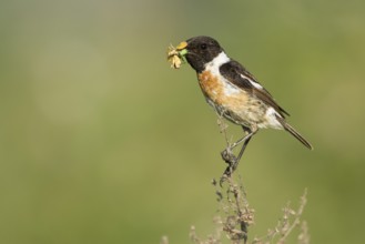 European Stonechat (Saxicola rubicola) male with insect in its beak, Rhineland-Palatinate, Germany