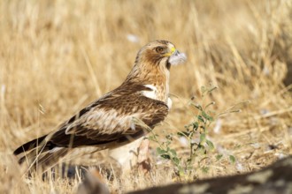 Booted Eagle (Hieraaetus pennatus) female, Castile and Leon, Spain