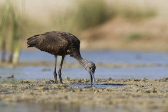 Glossy Ibis (Plegadis falcinellus) foraging, Oman