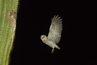 Elf Owl Micrathene whitneyi Tucson, Pima County, Arizona, United States 7 June Adult flying to nest