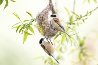 Eurasian Penduline Tit (Remiz pendulinus) pair building nest, Saxony-Anhalt, Germany