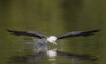 Swallow-tailed Kite (Elanoides forficatus) drinking in flight, Florida, USA