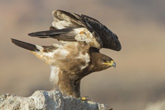 Steppe Eagle (Aquila nipalensis) juvenile perched on the ground, spreading wings, Dhofar, Oman