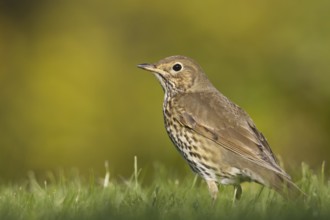 Song Thrush (Turdus philomelos), Schleswig-Holstein, Germany