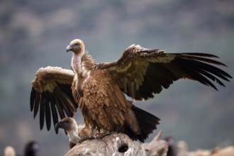 Griffon Vulture (Gyps fulvus), Castile-La Mancha, Spain