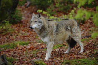 Gray wolf, Canis lupus, in the spring light green leaves forest