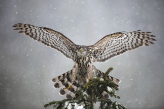 Goshawk landing on spruce tree during winter with snow