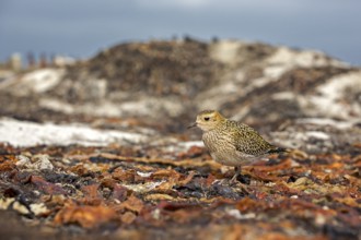 European Golden Plover (Pluvialis apricaria), Schleswig-Holstein, Germany