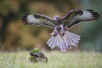 Common Buzzard (Buteo buteo) flying, Lower Saxony, Germany