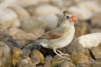 Northern Cardinal Cardinalis cardinalis Rio Grande City, Starr County, Texas, United States 27