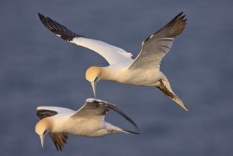 Northern Gannet (Morus bassanus) flying, Schleswig-Holstein, Germany