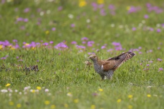 Common Cuckoo (Cuculus canorus) female perched on flowering meadow, Lake Hovsgol, Mongolia