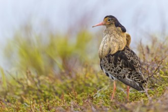 Kampfläufer, Ruff, Philomachus pugnax, Combattant varié, Chevalier combattant, Combatiente