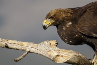 Golden Eagle (Aquila chrysaetos) immature, first winter plumage portrait, Castile and Leon, Spain