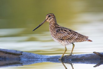 Latham's Snipe (Gallinago hardwickii) foraging, Victoria, Australia