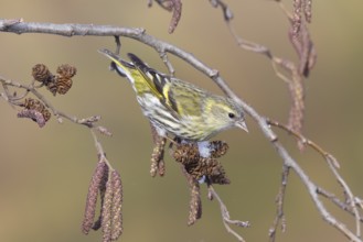 Eurasian Siskin (Spinus spinus) female, St. Gallen, Switzerland
