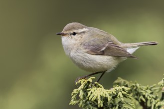 Humes Leaf Warbler - Tienschan-Laubsänger - Phyllsocopus humei ssp. humei, Kyrgyzstan