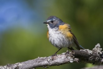 Orange-flanked Bluetail - Blauschwanz - Tarsiger cyanurus, Kazakhstan, adult male