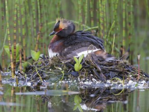 Horned Grebe (Podiceps auritus) on nest, Sweden