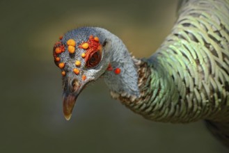 Ocellated turkey, Meleagris ocellata, rare bizar bird, Tikal National Park, Gutemala. Wild turkey,