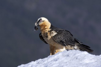 Bearded Vulture (Gypaetus barbatus), Aragon, Spain