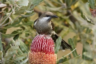 Western Wattlebird (Anthochaera lunulata), Western Australia, Australia