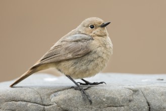 Black Redstart - Hausrotschwanz - Phoenicurus ochruros ssp. phoenicuroides, Kyrgyzstan, adult