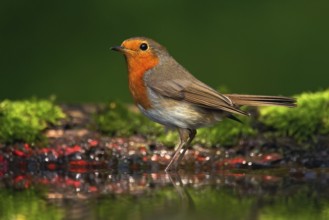 Orange songbird European Robin, Erithacus rubecula, sitting in the water, nice lichen tree branch,