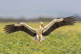 Weißstorch, White Stork, Ciconia ciconia, Cigogne blanche, Cigüeña Blanca, Cigüeña Común